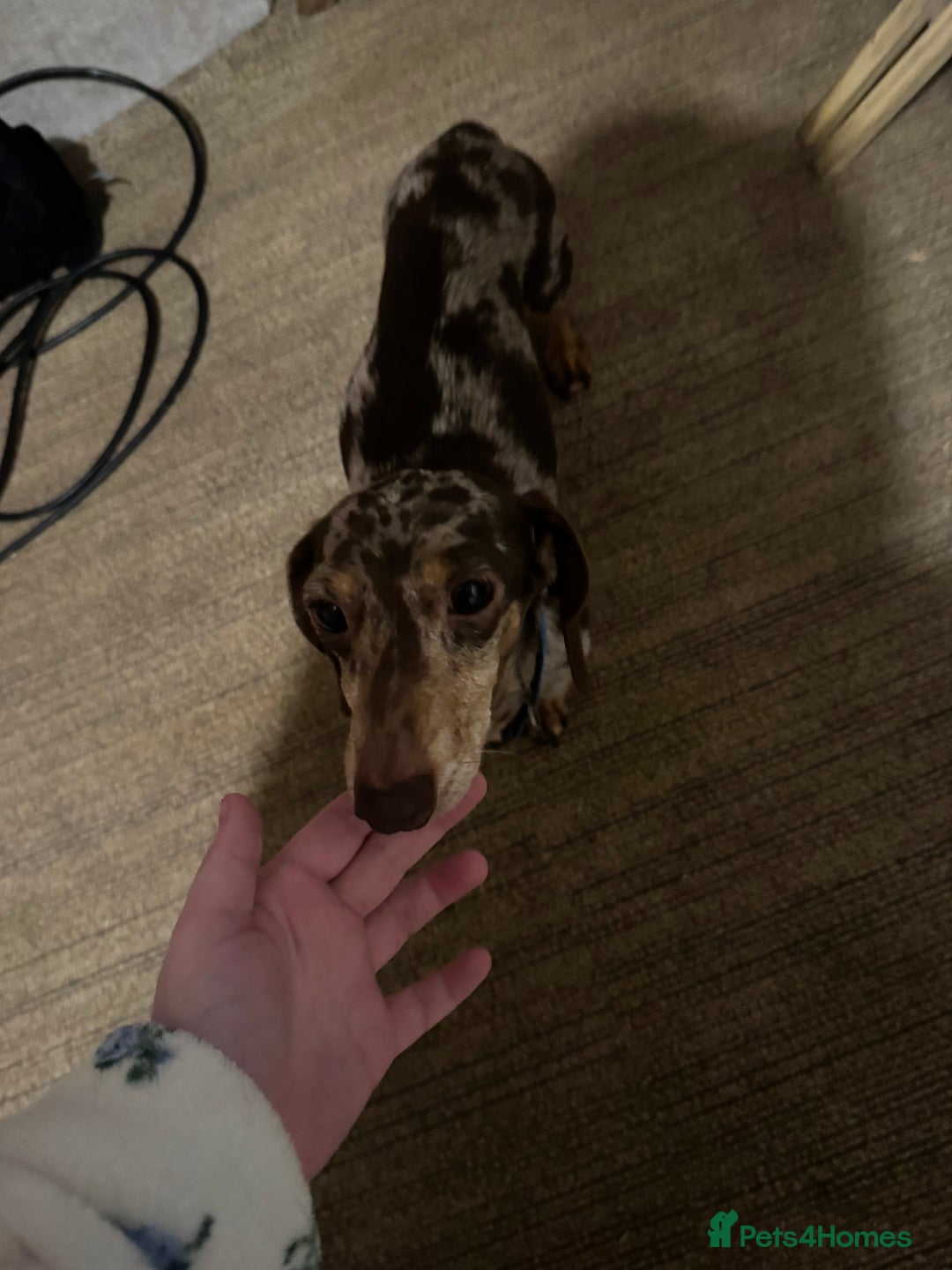 Mixed Breed dogs for sale: Minituare Yorkie cross dachshund puppies - Image 10