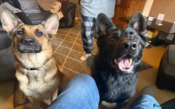 German Shepherd dogs for sale: Beautiful chunky German shepherd puppies - Image 15