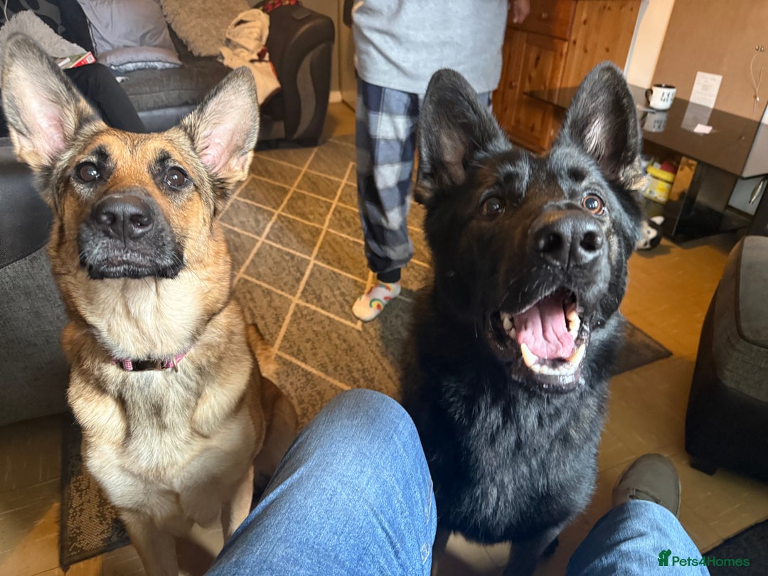 German Shepherd dogs for sale: Beautiful chunky German shepherd puppies - Image 15