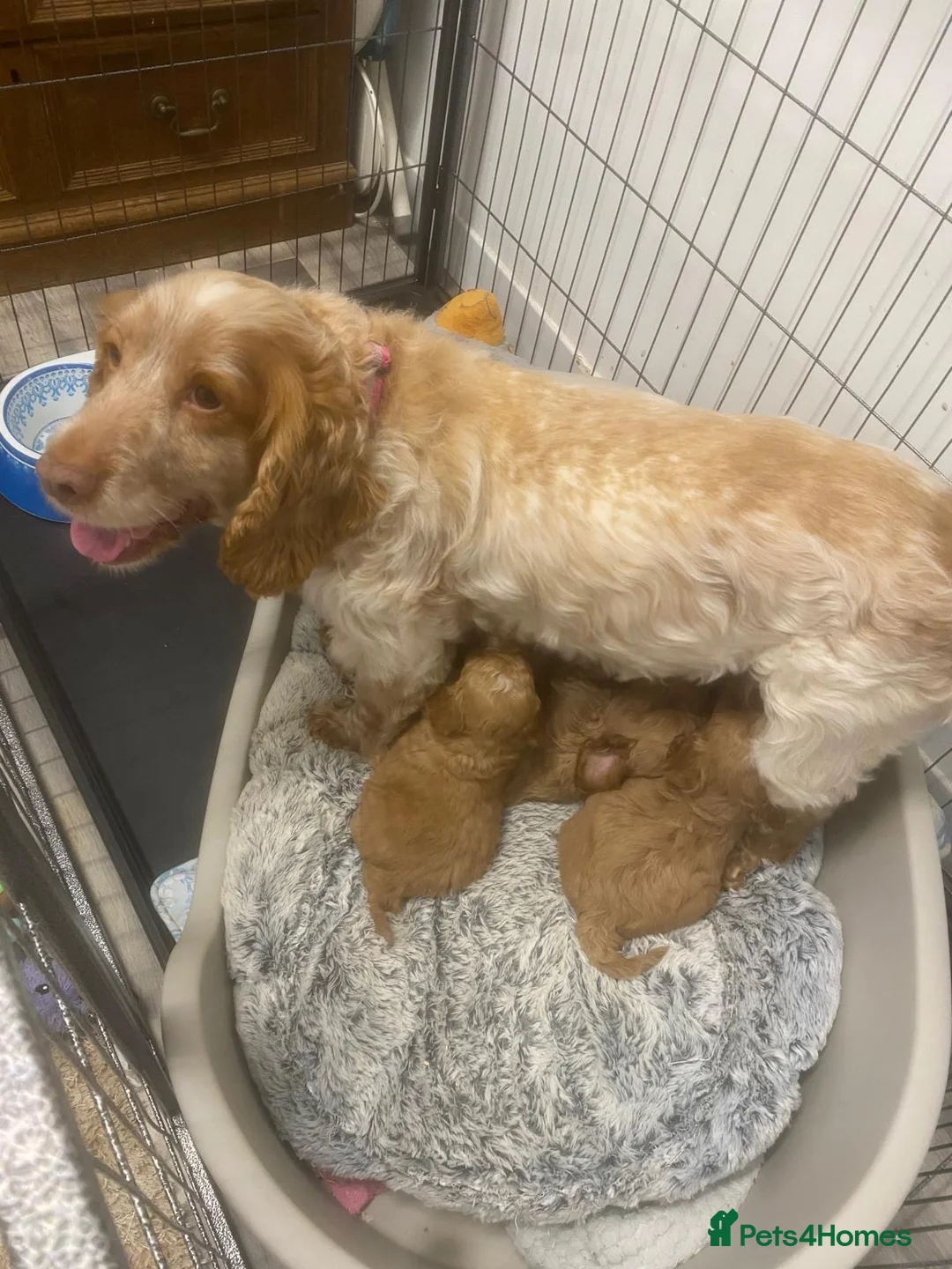 Cockapoo dogs for sale: LICENSED BREEDER F1 health tested cockapoos  - Advert 2