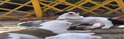 Dorset Olde Tyme Bulldogge dogs for sale: Dorset olde tyme bulldogs in Cowes - Advert 4