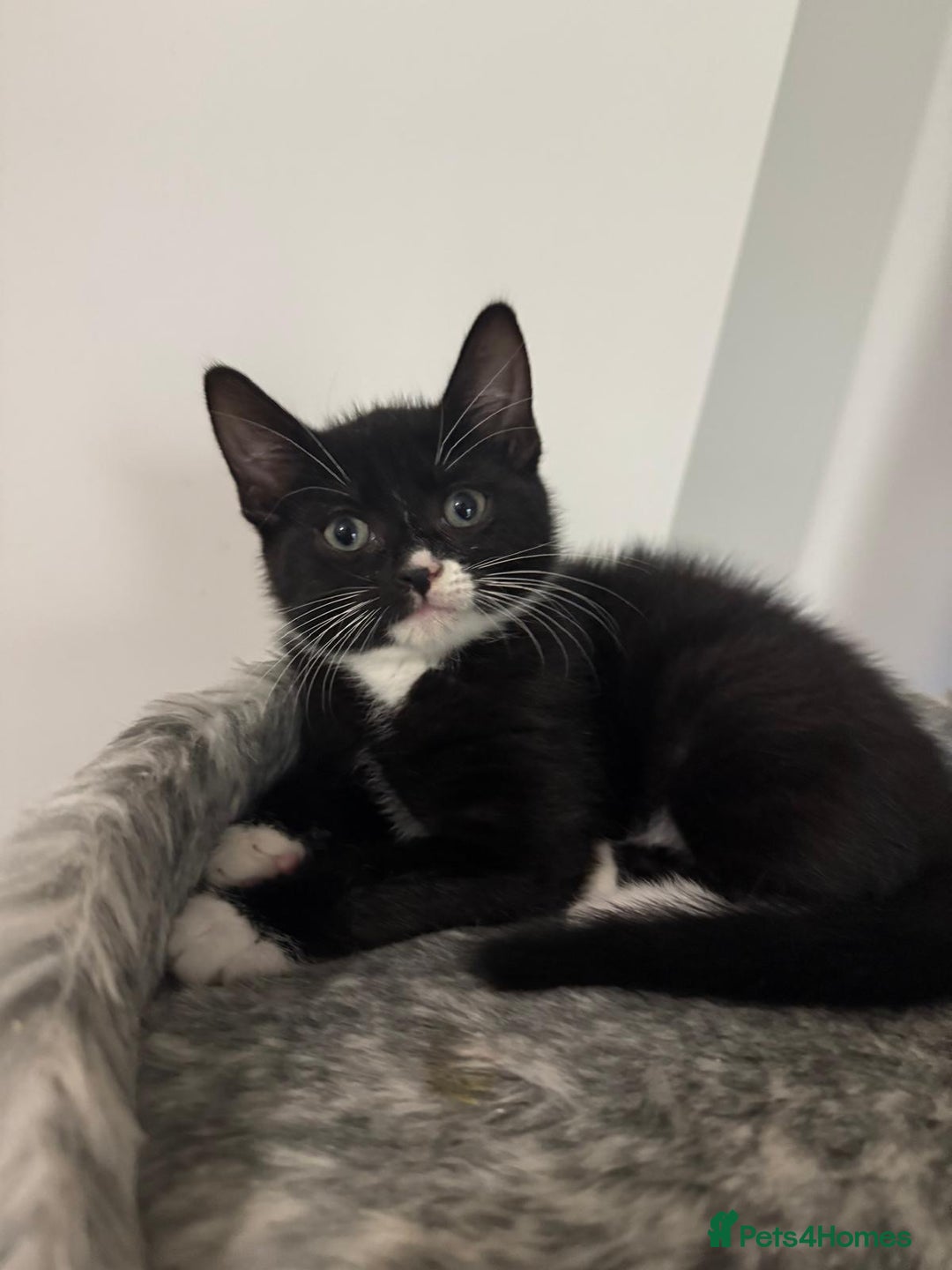 Domestic Shorthair cats for sale: 1 boy black & white available - Advert 10