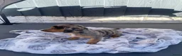 Mixed Breed dogs for sale: 3/4 miniature dachshund puppies  - Advert 8