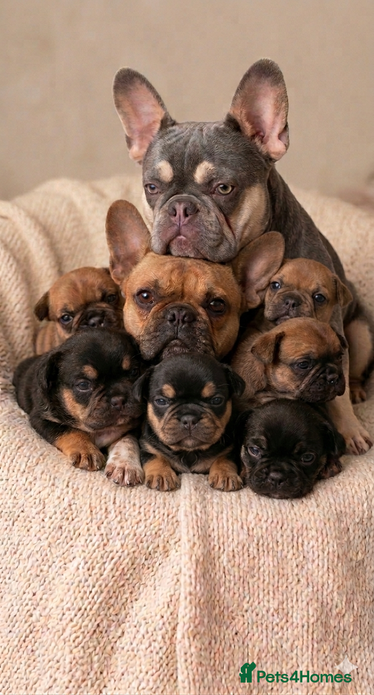 French Bulldog dogs Stunning Frenchie babies - Advert 1
