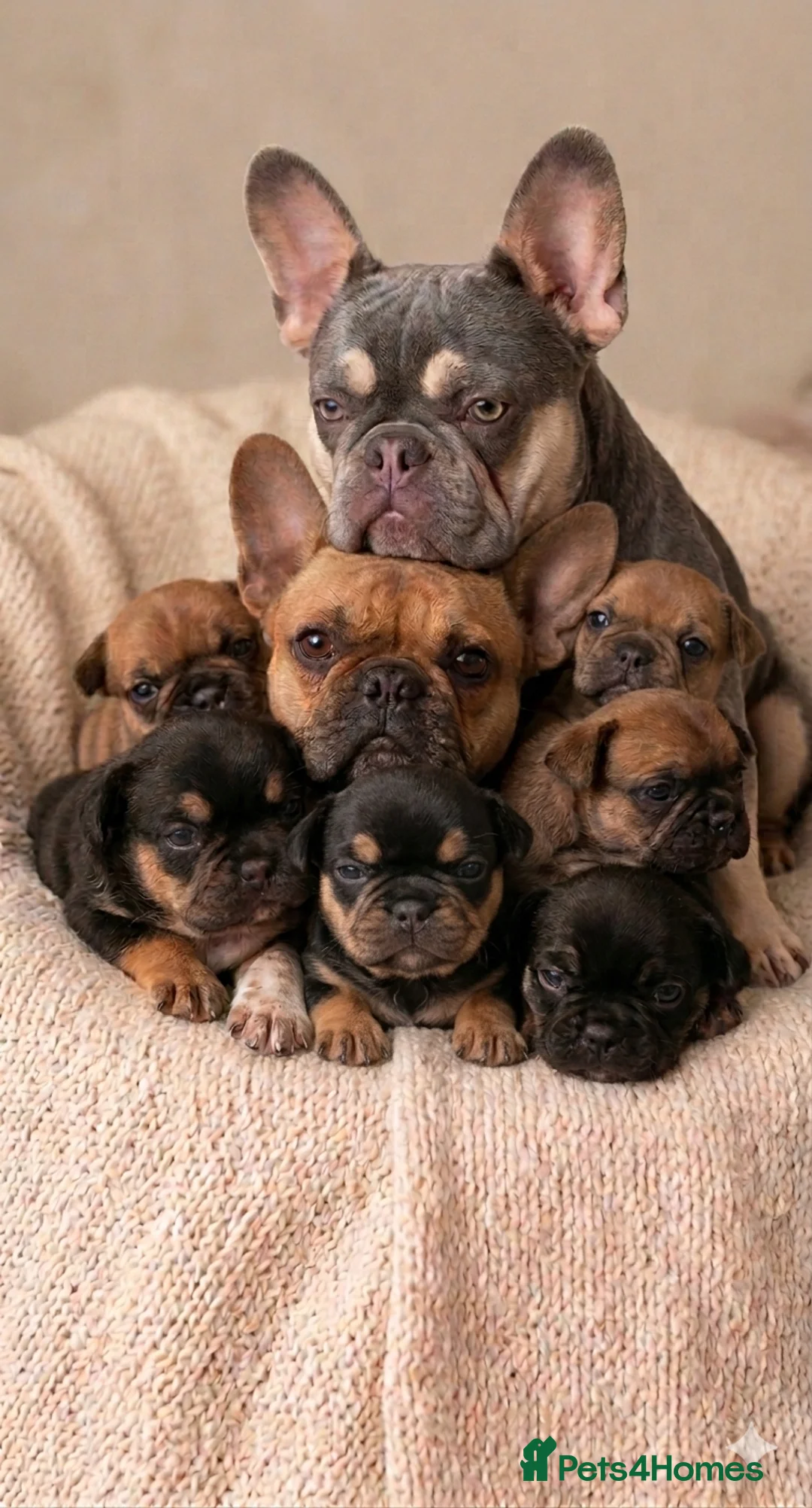 French Bulldog dogs for sale: Stunning Frenchie babies - Advert 1