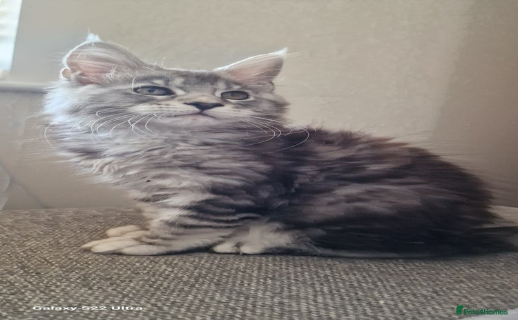 Maine Coon cats - Advert 13