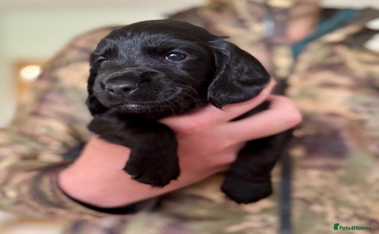 Cocker Spaniel dogs - Advert 5
