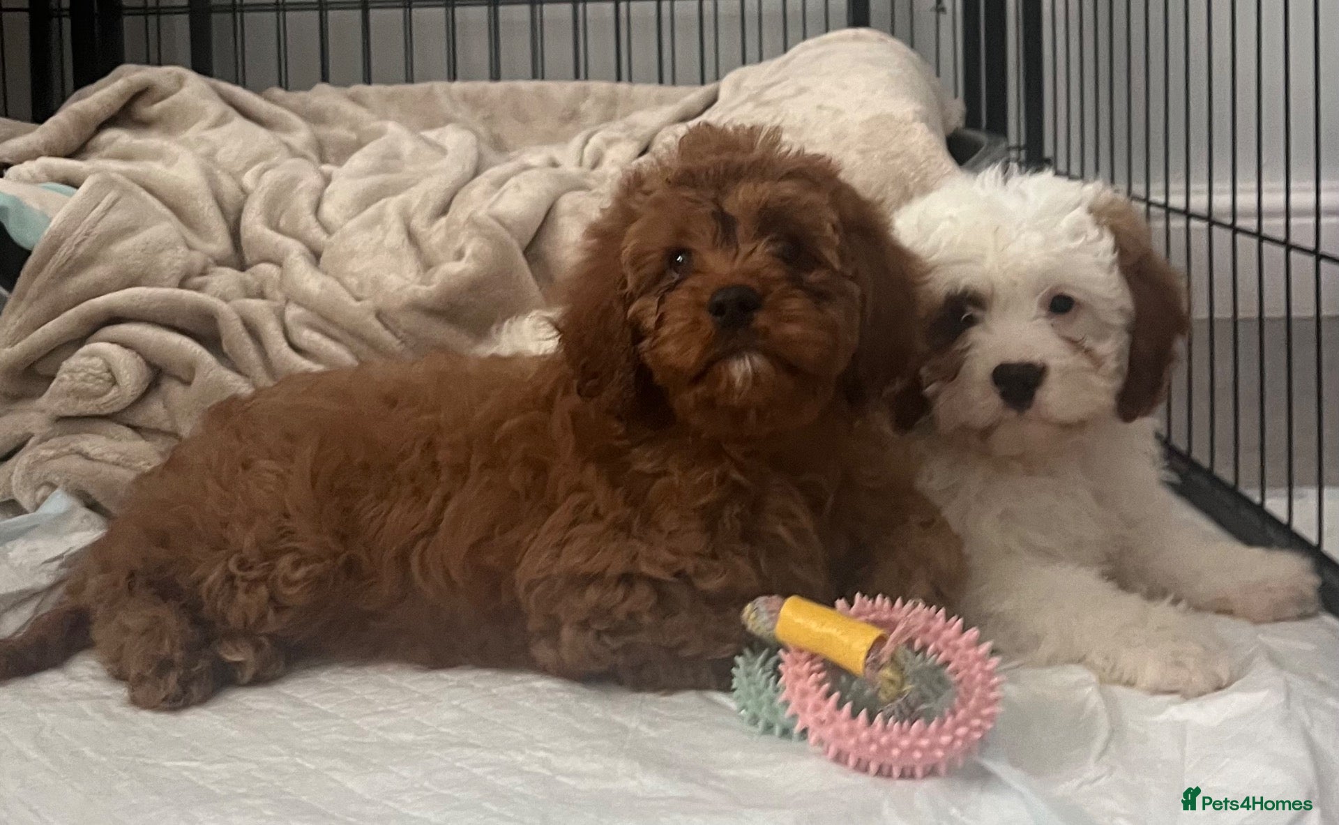 Cavapoo dogs Adorable F1 health clear cavapoo puppies - Advert 5