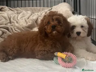 Cavapoo dogs Adorable F1 health clear cavapoo puppies - Advert 5