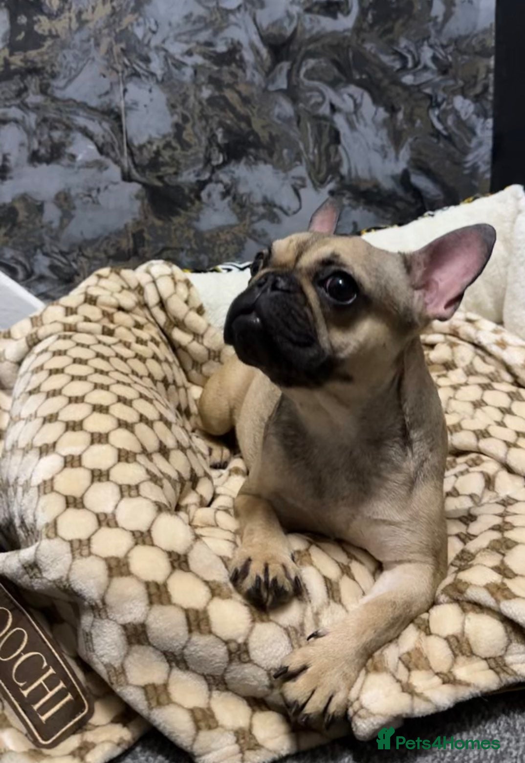 French Bulldog dogs French bulldog  - Advert 1