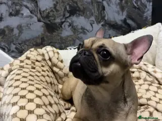 French Bulldog dogs French bulldog - Advert 1