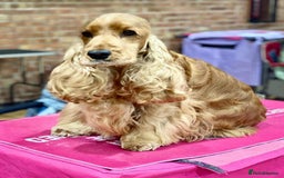 Cocker Spaniel dogs for sale: Top Quality KC Show Cockers FN PRCD-PRA CLEAR - Image 4