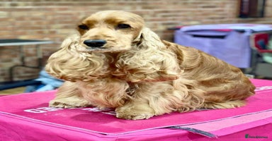 Cocker Spaniel dogs - Advert 5