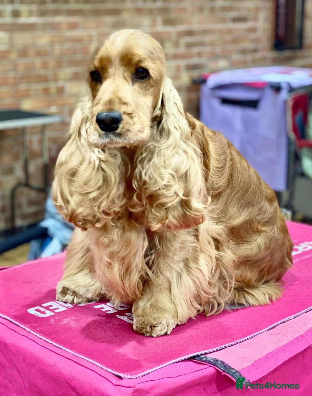 Cocker Spaniel dogs for sale: Top Quality KC Show Cockers FN PRCD-PRA CLEAR - Image 4