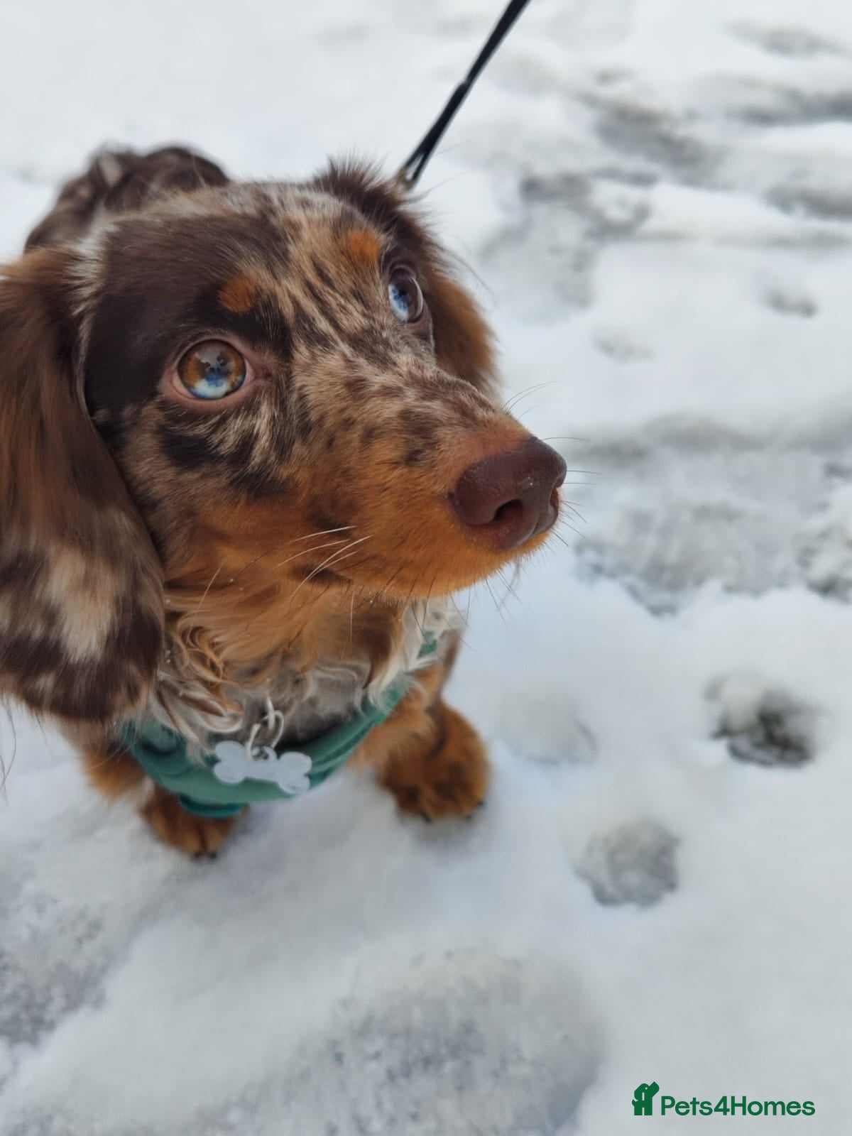 Miniature Dachshund dogs Stud Miniature dachshund KC - Advert 17