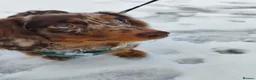 Miniature Dachshund dogs for stud: Stud Miniature dachshund KC in Bangor - Advert 1