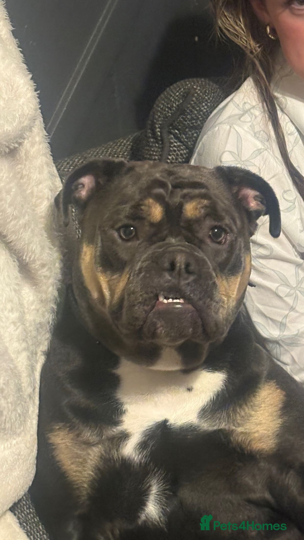 Olde English Bulldogge dogs Dolly - Advert 1