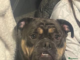 Olde English Bulldogge dogs Dolly - Advert 1