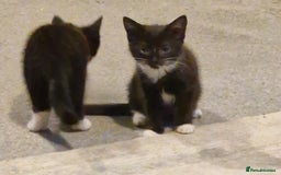 Mixed Breed cats for sale: 2 lovely black and white kittens with socks - Advert 3