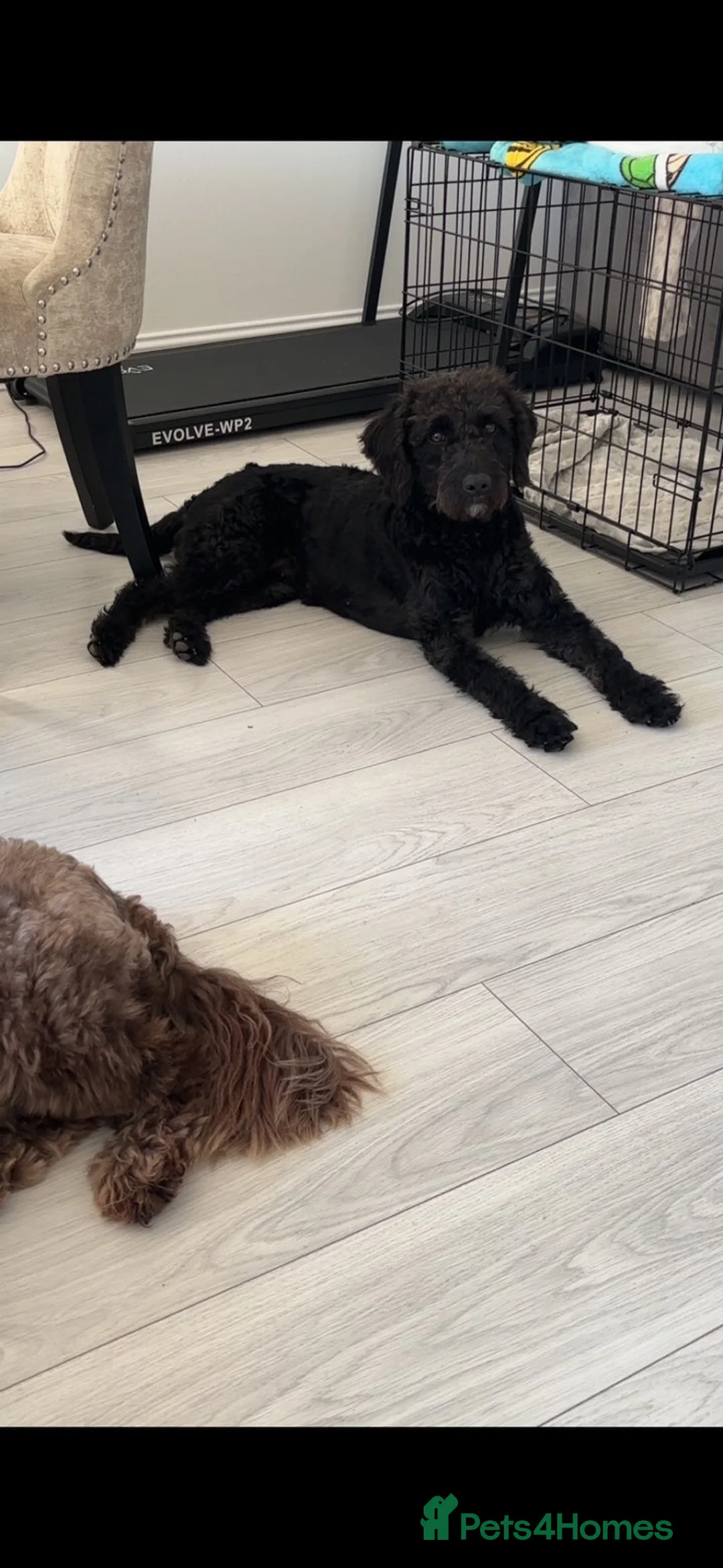 Labradoodle dogs for sale: Miniature labradoodles for sale  - Advert 4