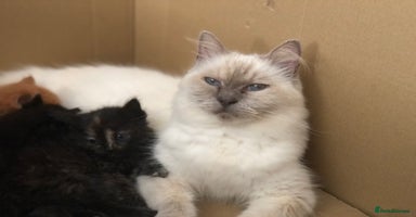 Mixed Breed cats - Advert 15