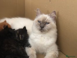 Mixed Breed cats - Advert 7