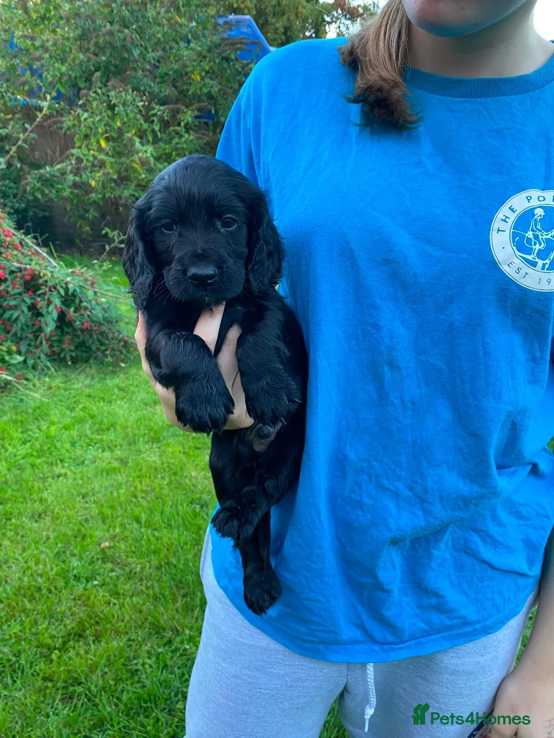 Cocker Spaniel dogs for sale: Working Cocker Spaniel Puppies - Advert 2