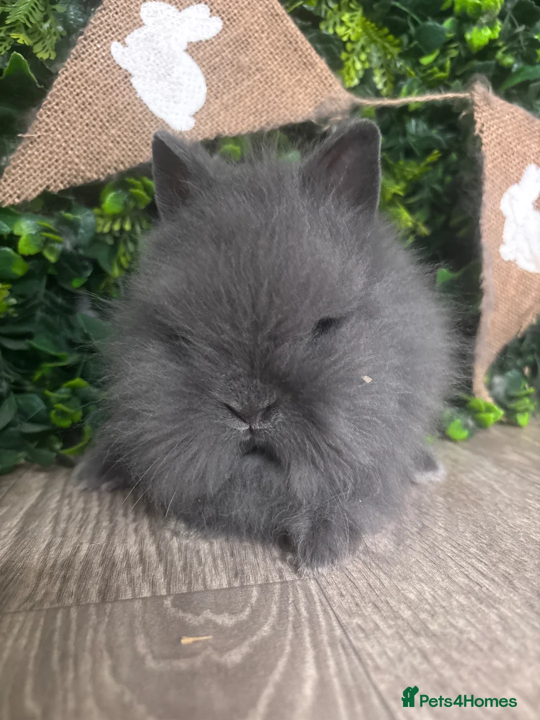 Lionhead rabbits for sale: BEAUTIFUL BABY LIONHEAD BUNNIES  - Advert 6