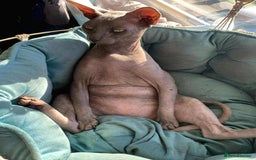 Sphynx cats for sale: Lovely 5 year old sphinx male for rehoming  - Image 2
