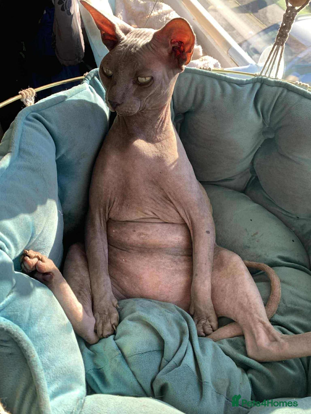 Sphynx cats for sale: Lovely 5 year old sphinx male for rehoming  - Image 2