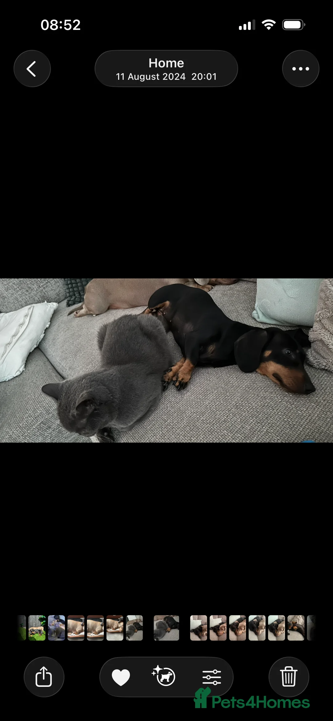 Miniature Dachshund dogs for sale: Beautiful Miniature daschund - Advert 2