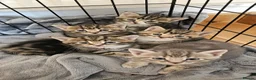 Mixed Breed cats for sale: Beautiful kittens looking for loving homes 🐾 - Advert 14