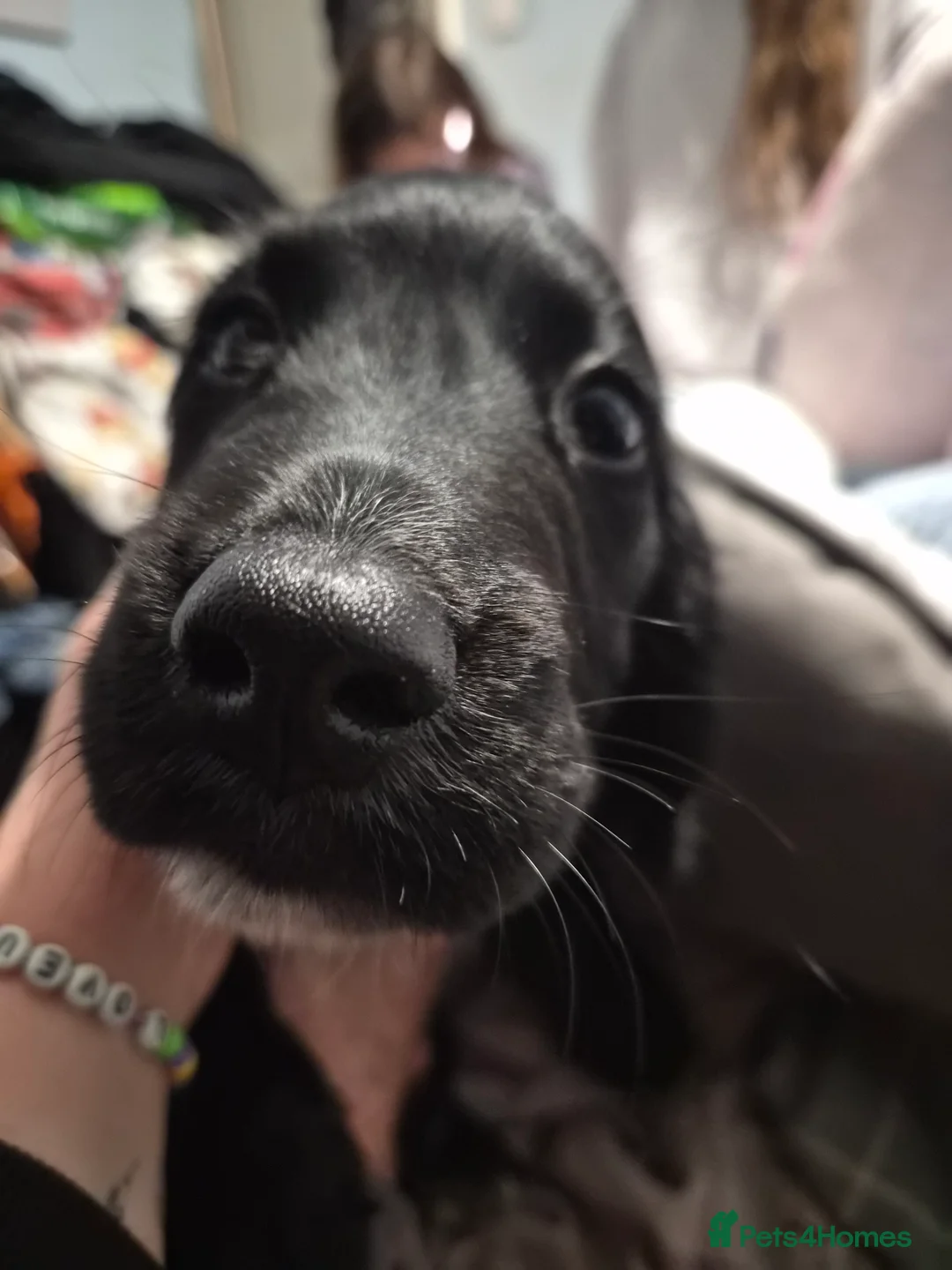 Sprocker dogs for sale: Male sprocker pup - Advert 2