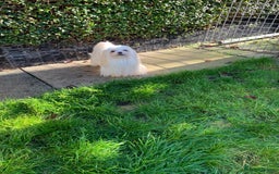 Maltese dogs for sale: Adorable Maltese girls for rehoming 💔 - Image 6