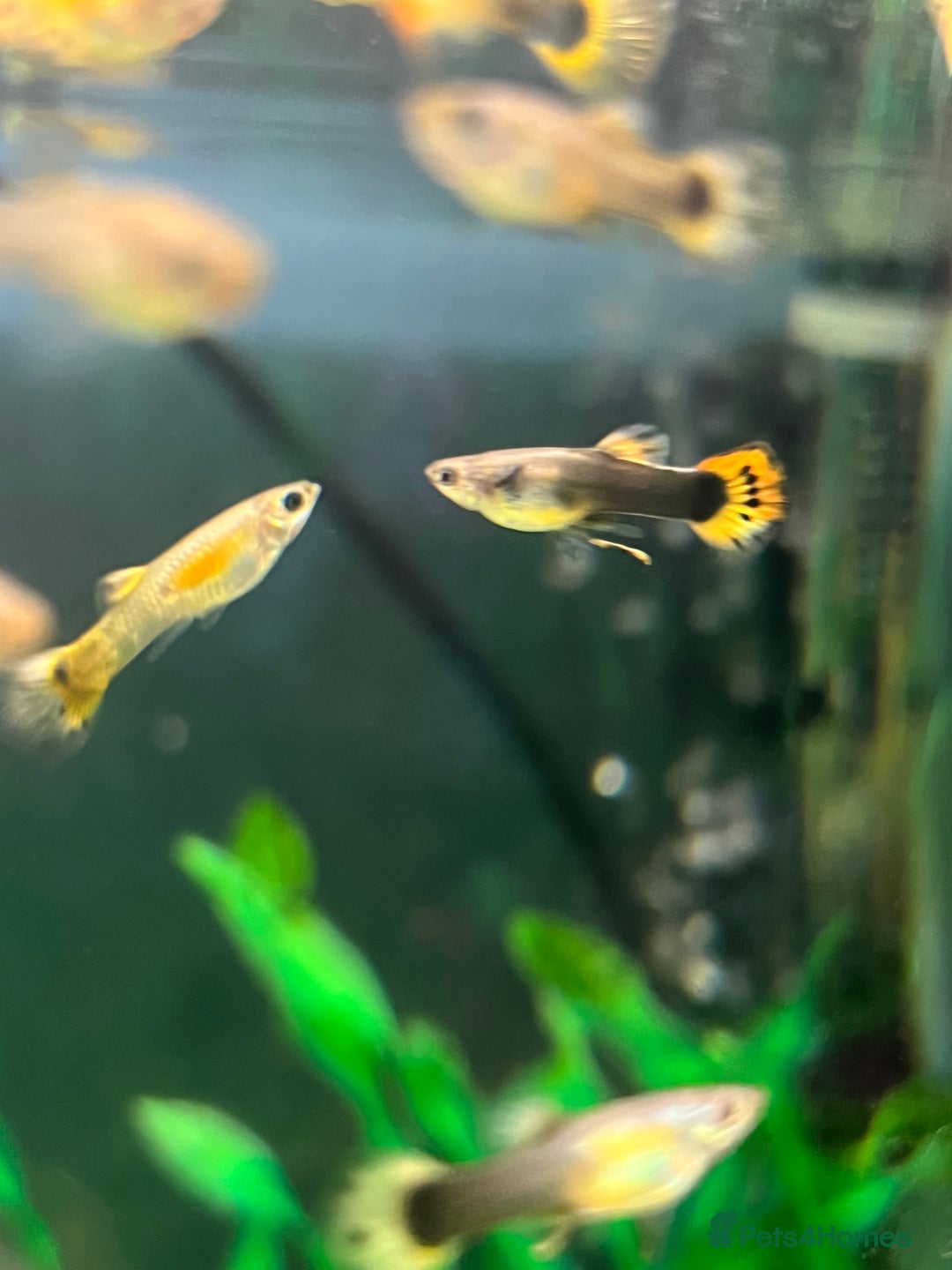 Live Bearers fish for sale: Guppies  - Image 10