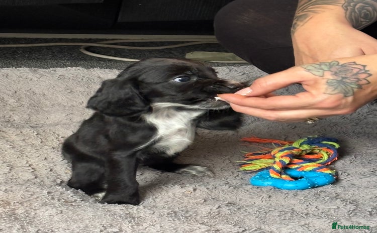 Cockapoo dogs Cockapoo Puppies - Advert 1