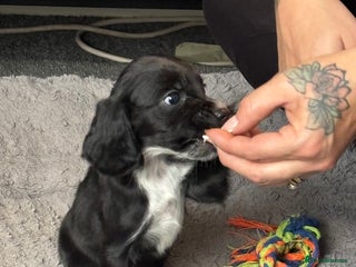 Cockapoo dogs Cockapoo Puppies - Advert 1