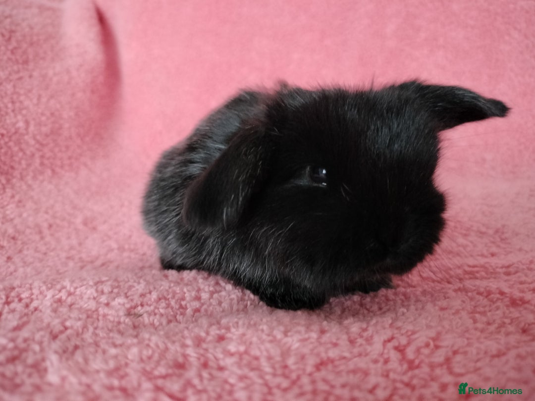 Mini Lop rabbits for sale: Baby mini lops for sale  - Advert 5