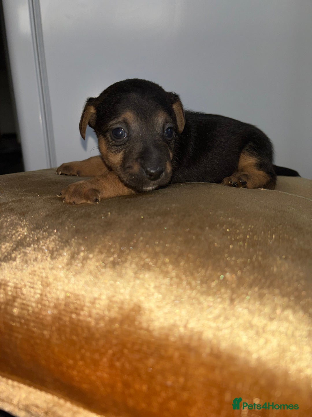 Jack Russell dogs for sale: One boy and one girl Jack Russell left  - Image 7