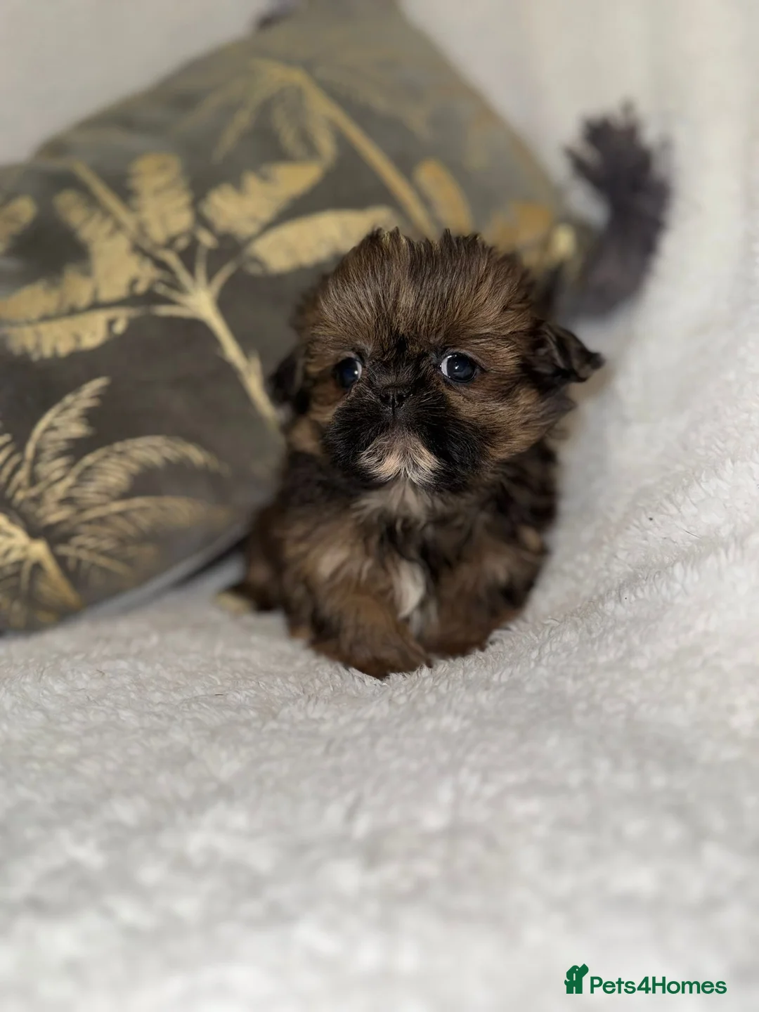 Shih Tzu dogs for sale: 🩷 Stunning Tiny KC Shih Tzu Puppies 💙 - Advert 11