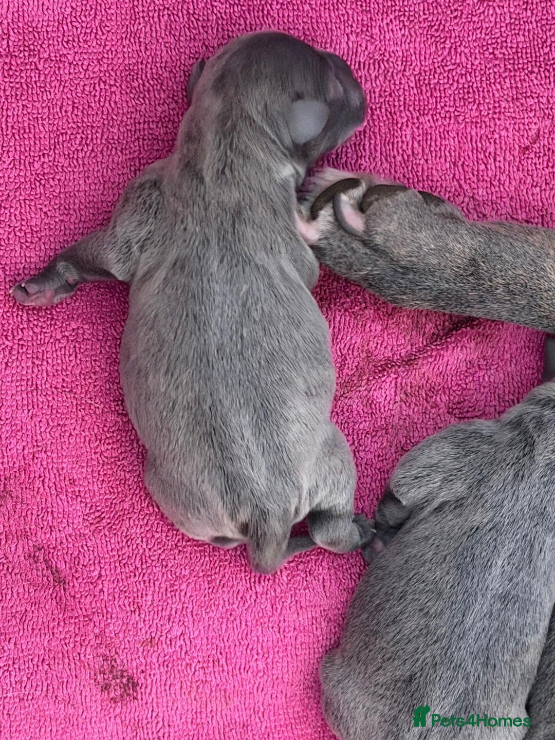 Staffordshire Bull Terrier dogs for sale: Amazing blue Staffordshire puppies - Advert 3