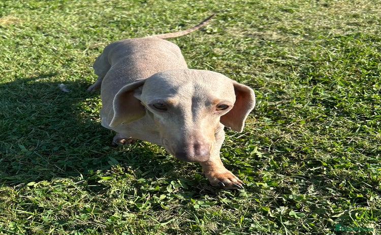 Miniature Dachshund dogs - Advert 13