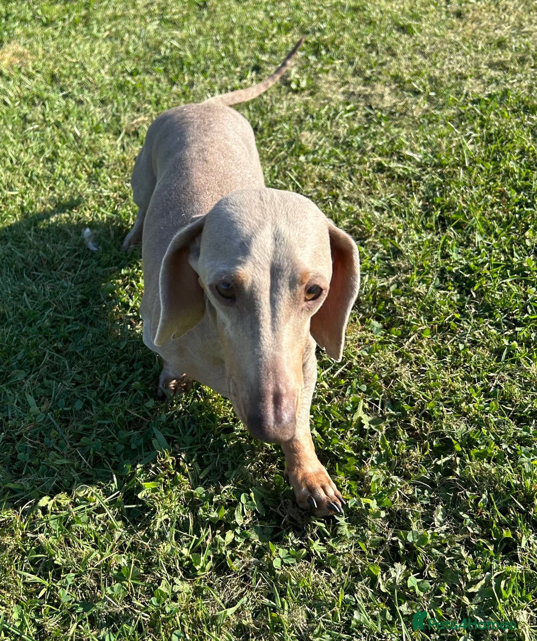Miniature Dachshund dogs for sale: LOVELY MINI DACSHUND GIRL - Image 1