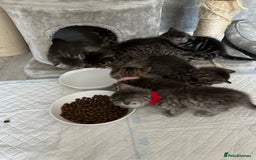 Scottish Fold cats for sale: Scottish fold/straight - Image 26