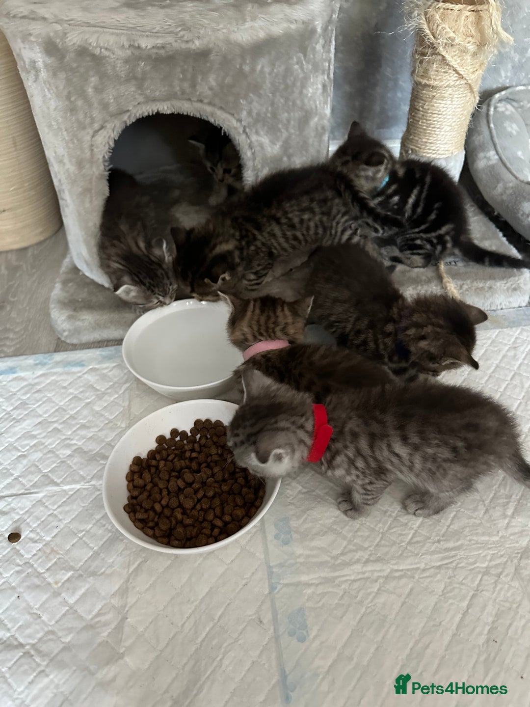 Scottish Fold cats for sale: Scottish fold/straight - Image 26