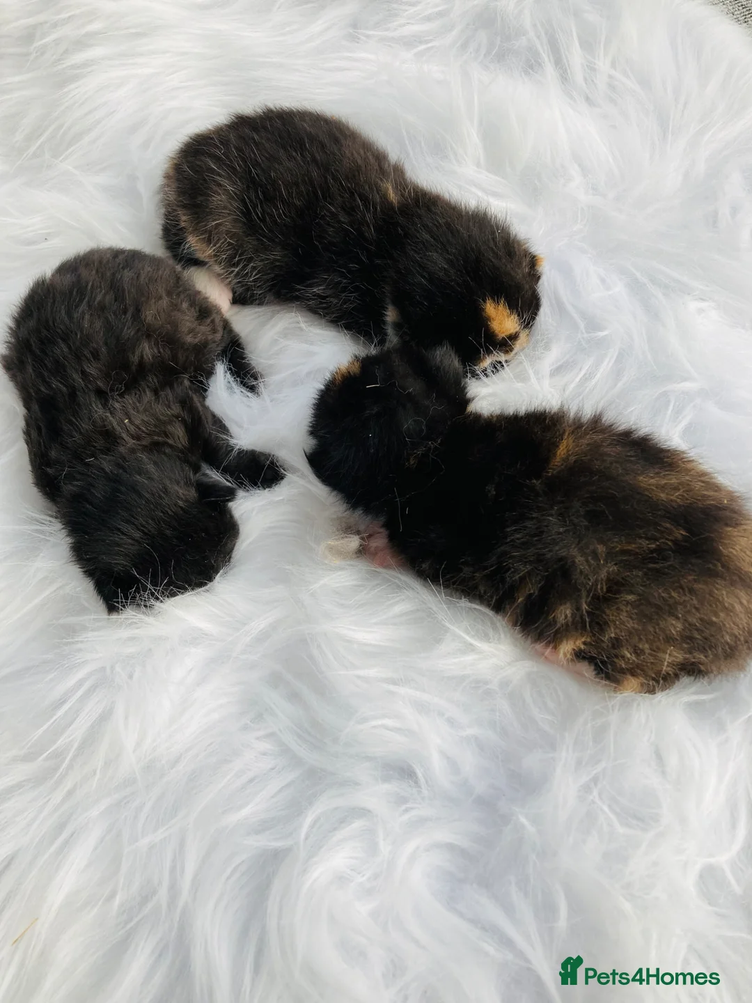 Mixed Breed cats for sale: Fluffy Kittens - Advert 8