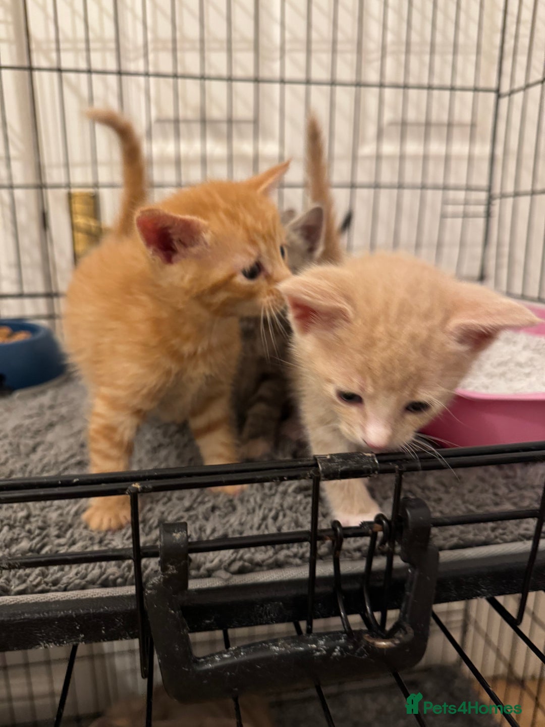 American Shorthair cats for sale: 4 stunning bsh x American short kittens avail - Image 26