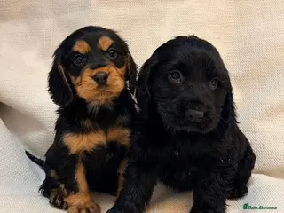 Cocker Spaniel dogs Cocker Spaniel Puppies - Advert 2