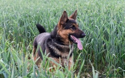 German Shepherd dogs for sale: 5 Generation KC - straight backed GSD puppies  - Image 10
