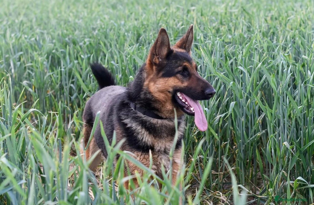 German Shepherd dogs for sale: 5 Generation KC - straight backed GSD puppies  - Image 10